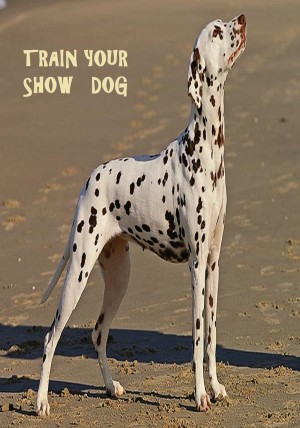 how to train your dog for shows