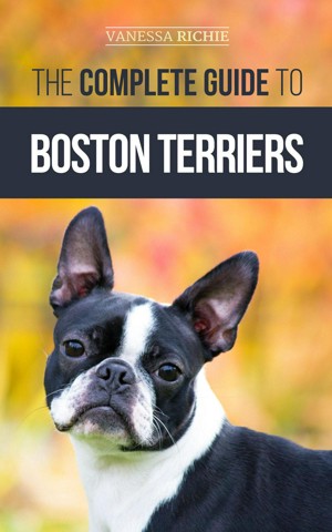 Owning a best sale boston terrier