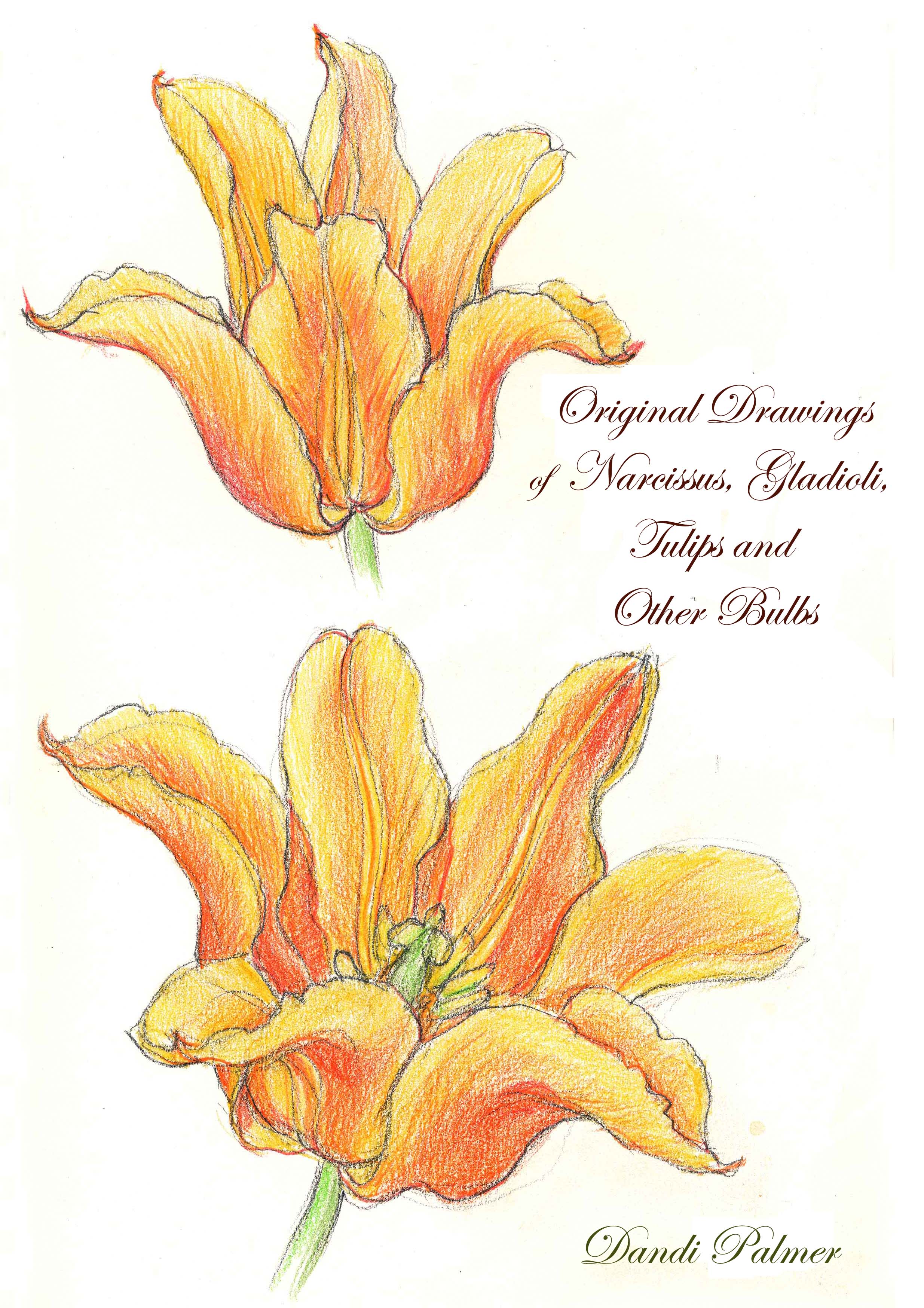 Images Of Gladiolus Flower Drawing