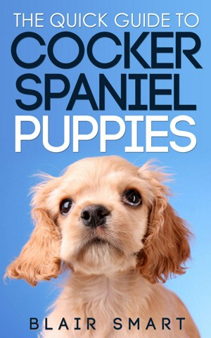 The Quick Guide to Cocker Spaniel Puppies